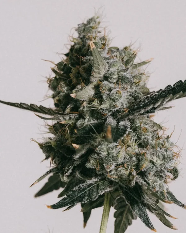 Buy Do-si-dos Feminized Seeds Online