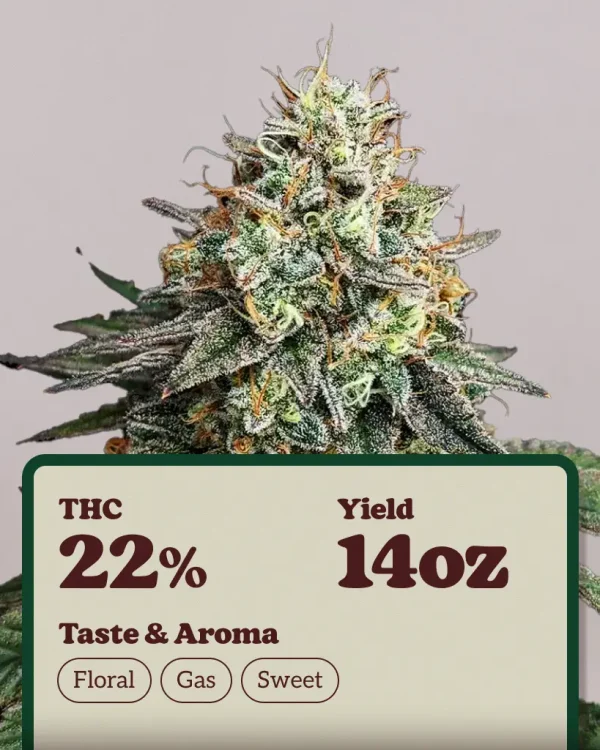 Buy Papaya Kush Autoflower Seeds Online