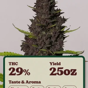 Buy Blue Dream Feminized Seeds Online