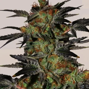 Buy Agent Orange Feminized Seeds Online