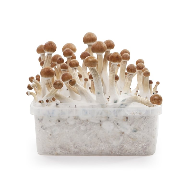 B+ Magic Mushroom Grow Kit