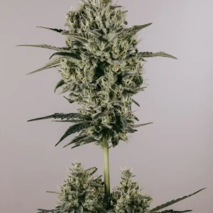Buy Blackberry Kush Feminized Seeds Online
