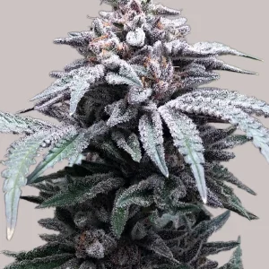 Buy Blue Haze Feminized Seeds Online