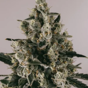 Buy Blueberry Feminized Seeds Online