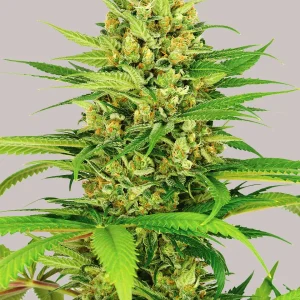 Buy Bubblegum Feminized Seeds Online
