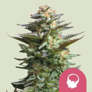 Buy Amnesia Haze (Royal Queen Seeds) feminized Online