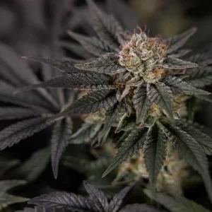 Buy Black Diamond feminized Seeds Online