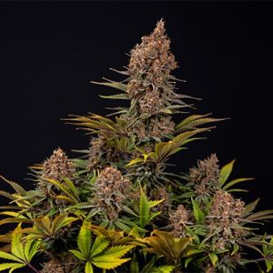 Buy Black Runtz feminized Seeds Online