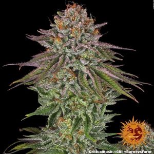 Buy Critical Kush (Barney's Farm) feminized Online