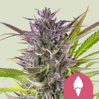 Buy Green Gelato (Royal Queen Seeds) Feminized Online