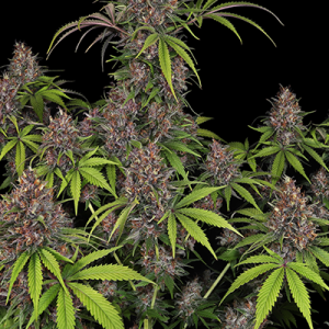 Buy Kalini Asia Feminized Seeds Online