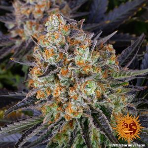 Buy LSD (Barney's Farm) feminized Online