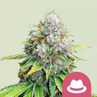 Buy OG Kush (Royal Queen Seeds) feminized Online