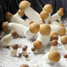 Penis Envy cubensis Mushroom Spores