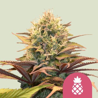 Buy Pineapple Kush (Royal Queen Seeds) feminized Online