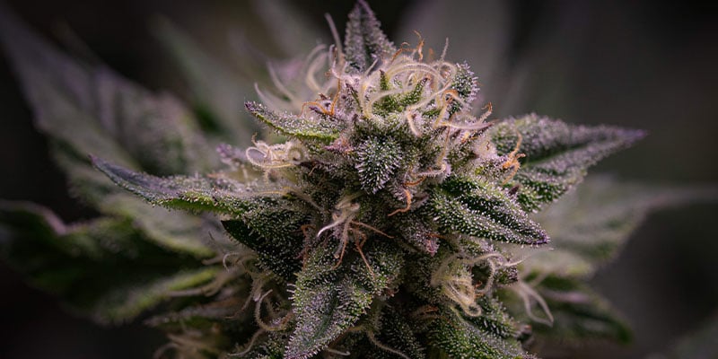 Buy Pink Rozay feminized Seeds Online