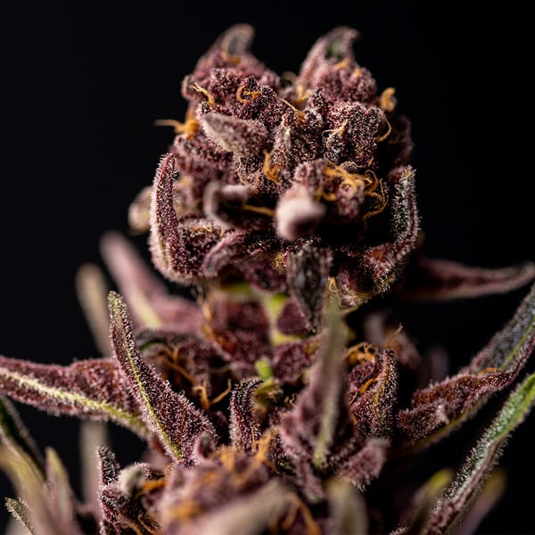 Buy Purple Urkle feminized Seeds Online