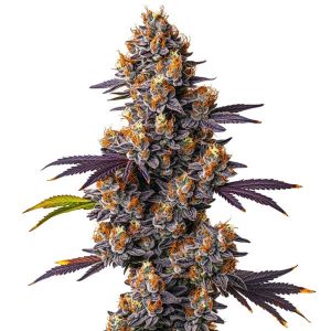 Buy Tropicana Cookies Feminised Seeds Online
