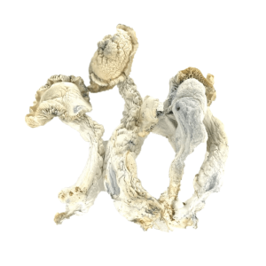 True Albino Teacher Psilocybe Cubensis (TAT)