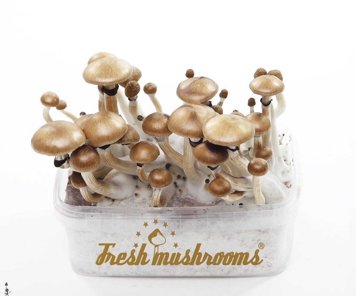 FRESH MUSHROOMS GROW KIT 'GOLDEN TEACHER'