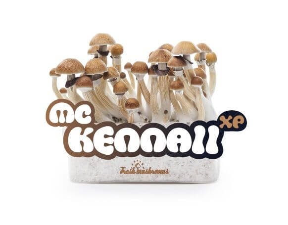 Grow Kit Mckennaii