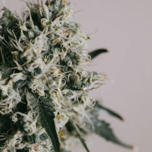 Buy Cherry Pie Feminized Seeds Online