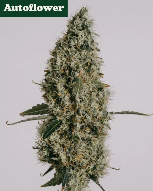 Buy Northern Lights Autoflower Seeds Online