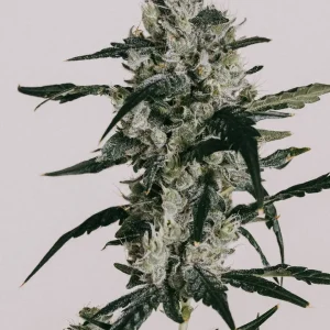 Buy Sour Diesel Autoflower Seeds Online