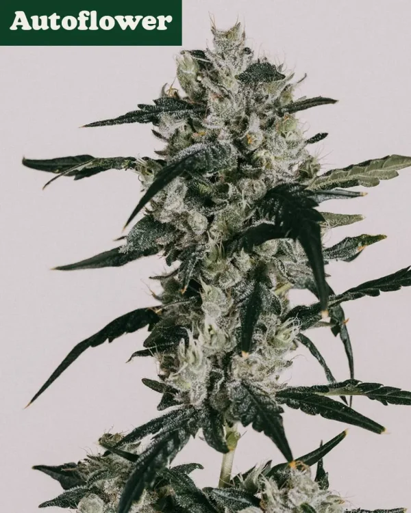 Buy Sour Diesel Autoflower Seeds Online