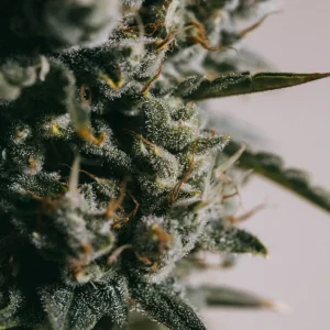 Buy Strawberry Kush Feminized Seeds Online