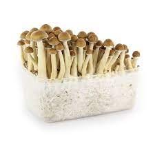 Magic Mushroom Grow Kit