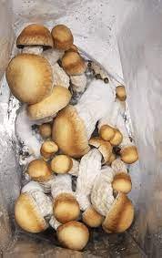 MelMak Reverted TP (Penis Envy) Spore Swabs