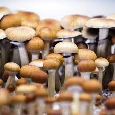Psilocybe Cubensis Mazatapec