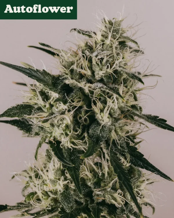 Buy Runtz Autoflower Seeds Online