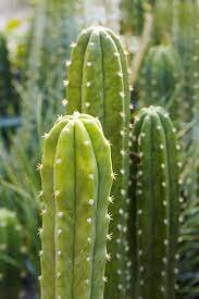 San Pedro (Echinopsis pachanoi)
