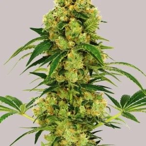 Buy Big Bud Feminized Seeds Online